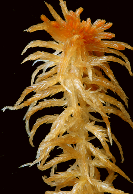 Sphagnum jensenii